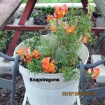 Snapdragons (2)
