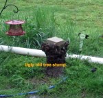 Ugly old stump