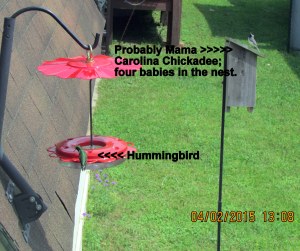 Chickadee & Hummingbird