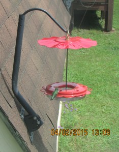 Hummingbird on feeder