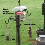 Hummingbird and Goldfinches