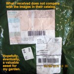 Eventually an asset to my garden?