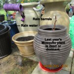 Last year's Mosquito plant