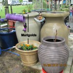 Planted more marigolds