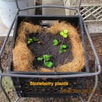 Strawberry plants