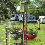 Hanging planters with Petunias