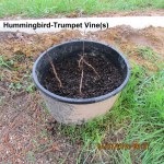 Hummingbird Trumpet Vine (2)
