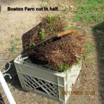 Boston Fern cut in half