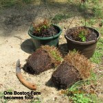 Four sections of Boston Fern