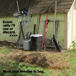 More pine needles to bag