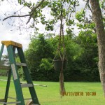 Hung a Boston Fern from a limb