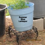 Plant stand and Larkspur