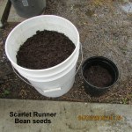 Scarlet Runner Bean seeds