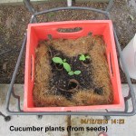 Cucumber plants