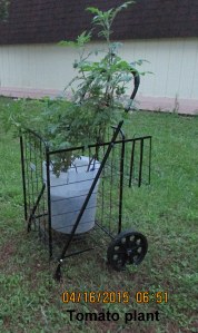 Tomato planter