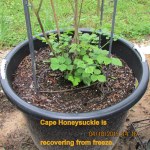 Cape Honeysuckle is recovering from freeze