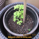 Mosquito plant looks good