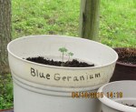 Blue Geranium has taken root