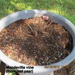 Mandevilla (2)