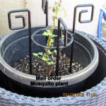 Mail order Mosquito plant