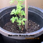 Mail order Mosquito plant (2)