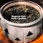 Begonia from North Carolina