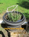 Salvia from last year