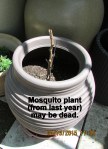 Mosquito plant from last year