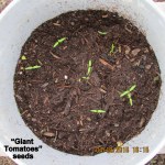 Giant tomato plants from seeds
