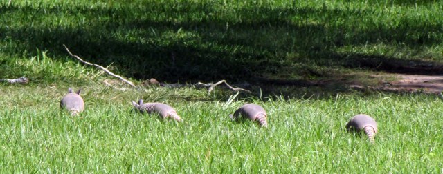 Four Armadillo