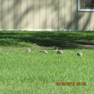 Armadillo across the field