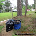 Raked pine needles