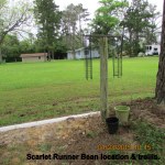 Scarlet Runner Bean plant