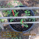 Hummingbird-Trumpet Vines (1)