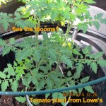 Tomato plant from Lowe's