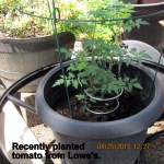 Recently planted tomato from Lowe's