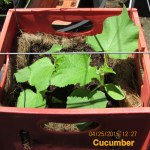 Cucumber with elephant size leaves