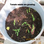 Tomato plants from seeds