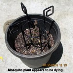 Mosquito plant appears to be dying