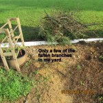 A few of the limbs from my yard