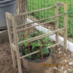 Hummingbird vine May thirteen