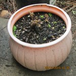 Begonia in Smiley Face planter