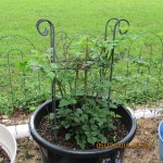 Cape Honeysuckle May thirteen