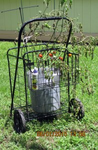 Tommy is sick or dying