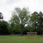Such a beautiful  old tree.