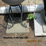 Hopefully it will take root