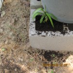 Periwinkle in the block