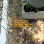 Planted in the block