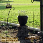 Fence and Periwinkle