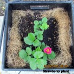 Strawberry plant bloom